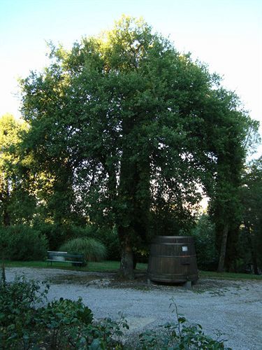 Agriturismo Il Villino Fonterutoli エクステリア 写真