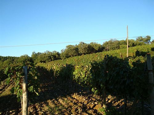 Agriturismo Il Villino Fonterutoli エクステリア 写真